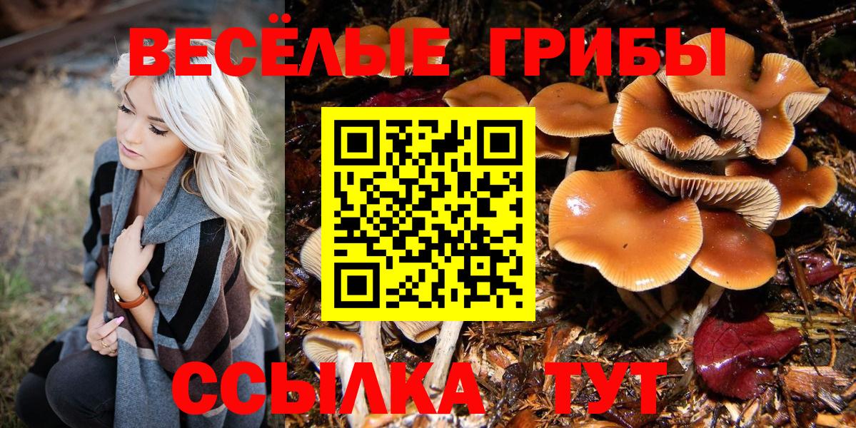Истра  Псилоцибиновые грибы прущие грибы  Вход с VPN 